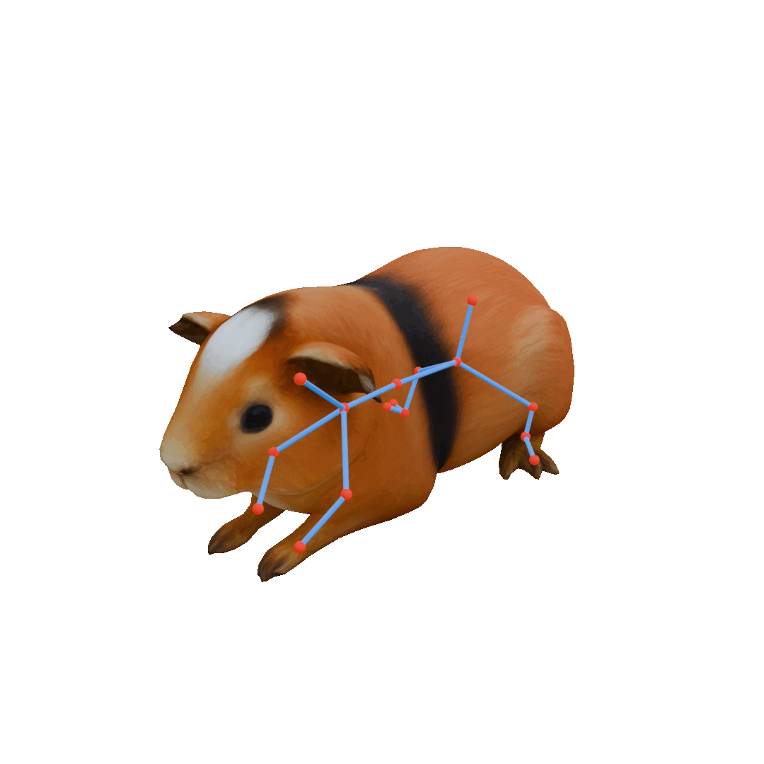 Guinea Pig pose walk GIF