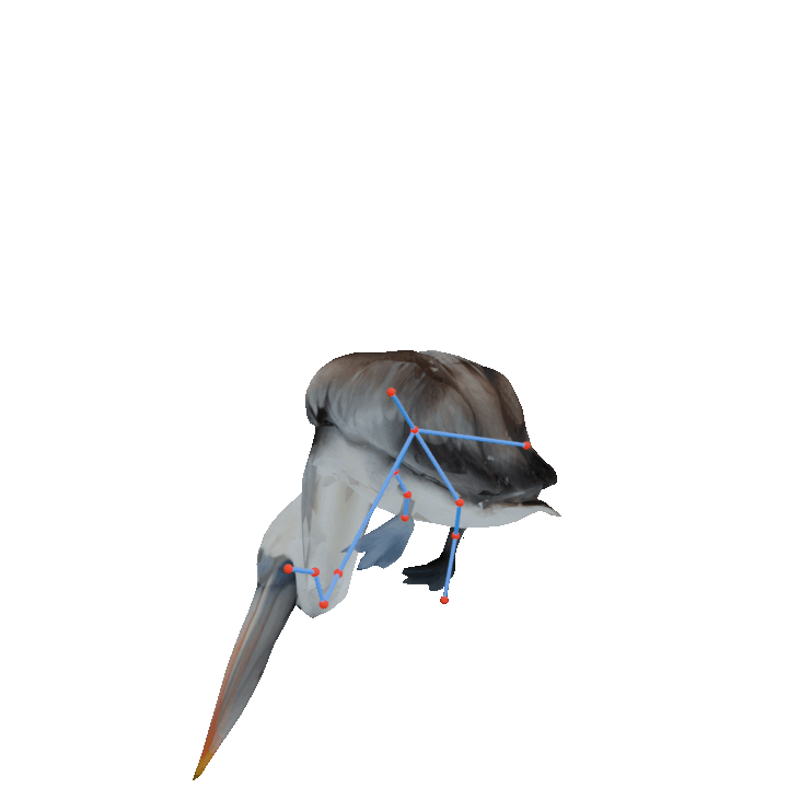 Pelican pose walk GIF